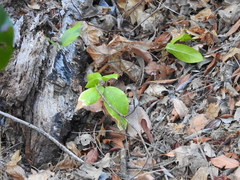 Calycanthus occidentalis