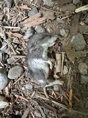 Peromyscus sonoriensis