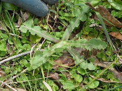 Sonchus hydrophilus