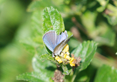 Hemiargus ceraunus