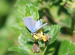 Hemiargus ceraunus