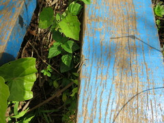 Abracris flavolineata