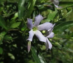 Billardiera cymosa