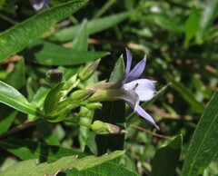 Billardiera cymosa