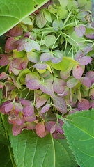 Hydrangea