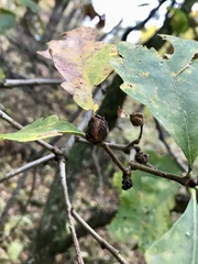 Andricus quercuspetiolicola