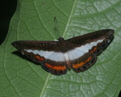 Nymphidium azanoides