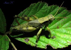 Melanoplus scudderi