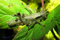 Melanoplus scudderi