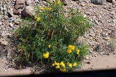 Tecoma stans angustata