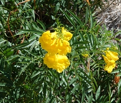 Tecoma stans angustata