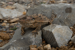 Phrynosoma orbiculare