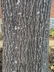 Quercus phellos