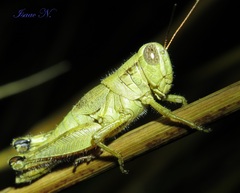 Melanoplus scudderi