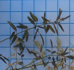 Eragrostis minor