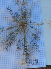 Eragrostis minor