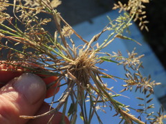 Eragrostis minor