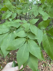 Carya glabra