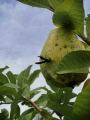 Synoeca septentrionalis