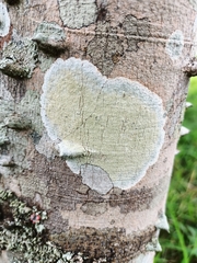 Cryptothecia striata