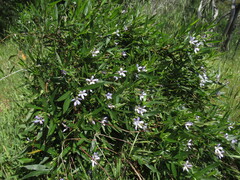Billardiera cymosa