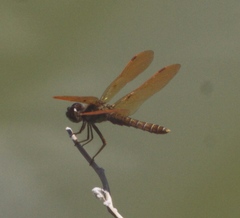 Perithemis intensa