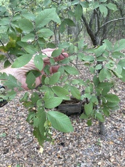 Ulmus crassifolia