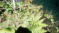 Dryopteris wallichiana