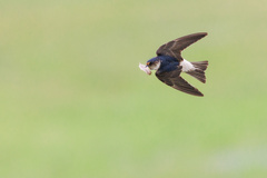 Petrochelidon nigricans