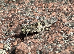 Trimerotropis saxatilis