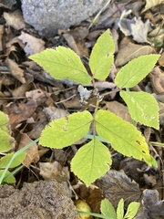 Aegopodium podagraria