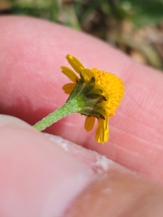 Acmella repens
