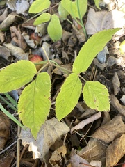 Aegopodium podagraria