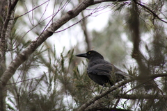 Strepera versicolor arguta