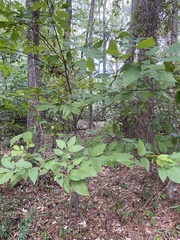 Carya glabra