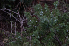 Juniperus communis