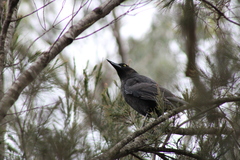 Strepera versicolor arguta