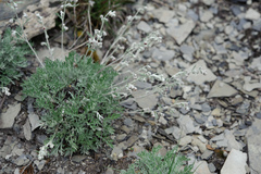 Artemisia kawakamii