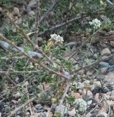 Eriogonum microtheca