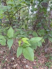Carya glabra
