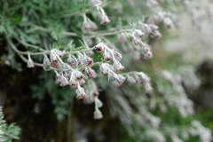 Artemisia kawakamii