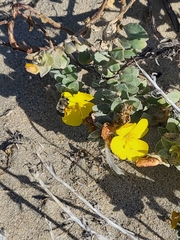 Camissoniopsis cheiranthifolia