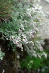 Artemisia kawakamii