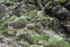 Artemisia kawakamii