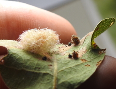 Andricus crystallinus