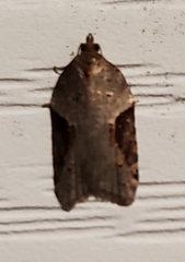 Acleris macdunnoughi