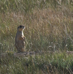Cynomys parvidens