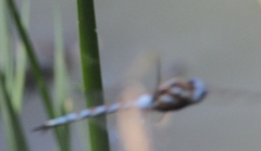 Rhionaeschna multicolor