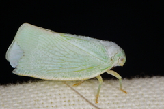 Flatormenis proxima