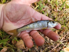 Luxilus chrysocephalus